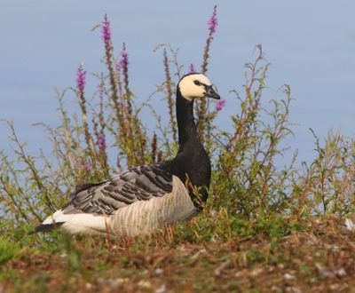Brandgans - Barnacle Goose
