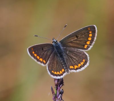 Bruin Blauwtje - Brown Argus
