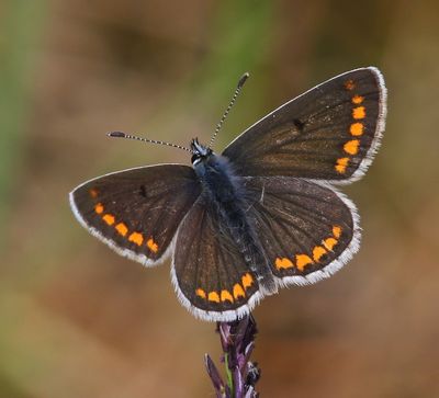 Bruin Blauwtje - Brown Argus