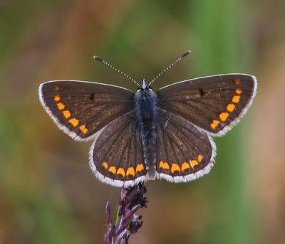 Bruin Blauwtje - Brown Argus