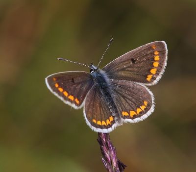 Bruin Blauwtje - Brown Argus