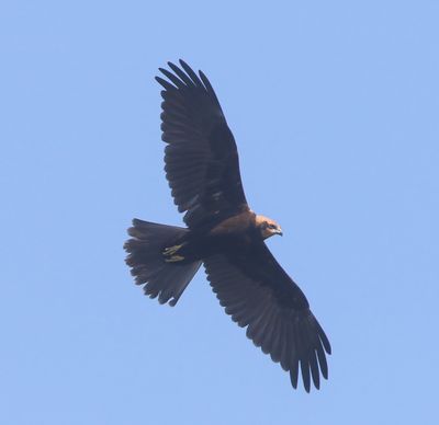 Bruine Kiekendief - Western Marsh Harrier