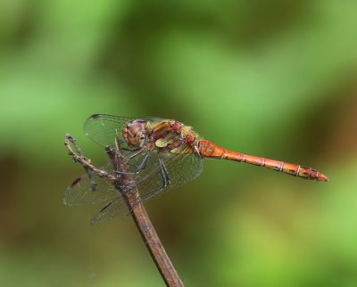 Bruinrode Heidelibel - Common Darter