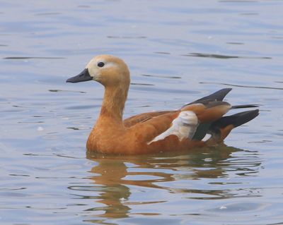 Casarca - Ruddy Shelduck