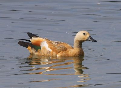 Casarca - Ruddy Shelduck