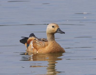 Casarca - Ruddy Shelduck