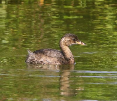 Dodaars - Little Grebe
