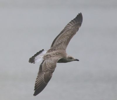 Geelpootmeeuw - Mediterranean Yellow-legged Gull
