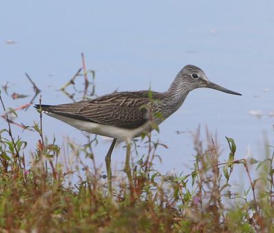 Groenpootruiter - Common Greenshank