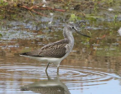 Groenpootruiter - Common Greenshank
