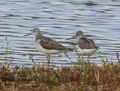 Groenpootruiters - Common Greenshanks