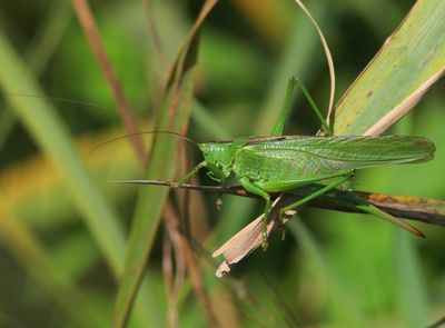 Grote Groene Sabelsprinkhaan - Great Green Bush-Cricket