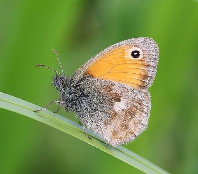 Hooibeestje - Small Heath