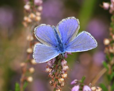 Icarusblauwtje - Common Blue