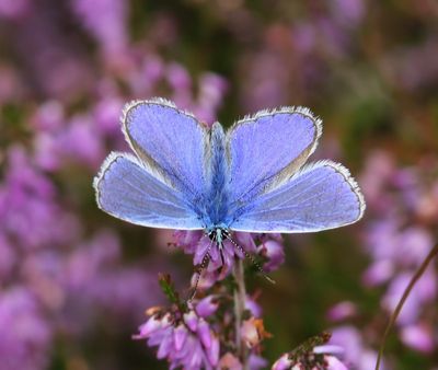 Icarusblauwtje - Common Blue