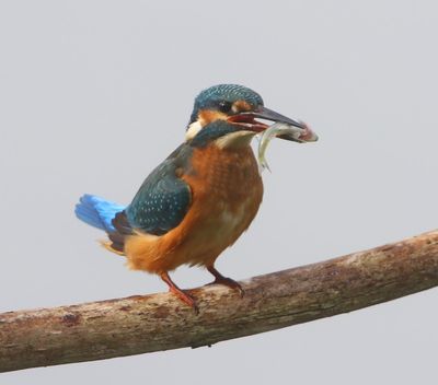 IJsvogel - Common Kingfisher