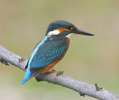 IJsvogel - Common Kingfisher