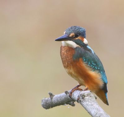 IJsvogel - Common Kingfisher