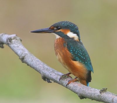 IJsvogel - Common Kingfisher