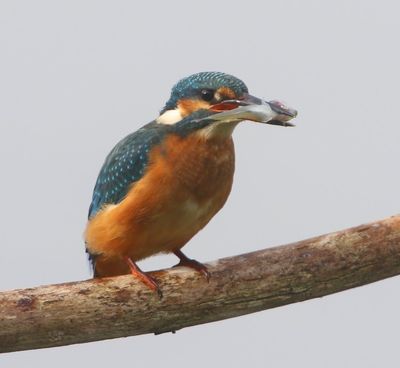 IJsvogel - Common Kingfisher