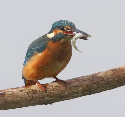 IJsvogel - Common Kingfisher