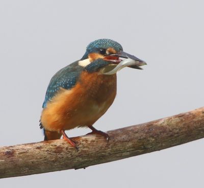 IJsvogel - Common Kingfisher