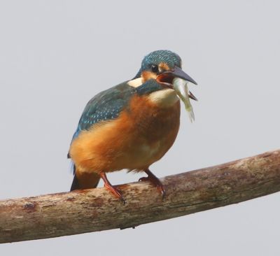 IJsvogel - Common Kingfisher