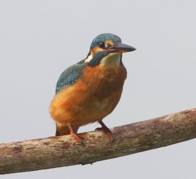 IJsvogel - Common Kingfisher
