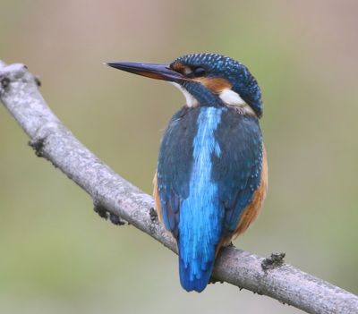 IJsvogel - Common Kingfisher