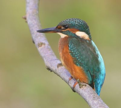 IJsvogel - Common Kingfisher