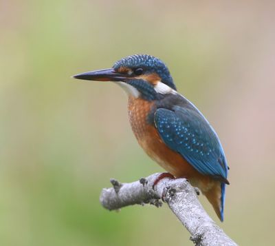 IJsvogel - Common Kingfisher