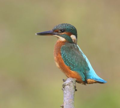 IJsvogel - Common Kingfisher