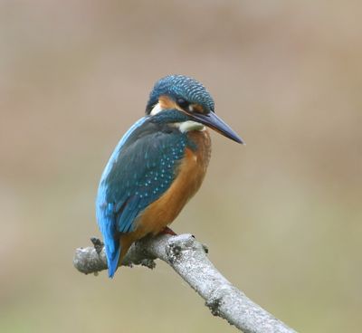 IJsvogel - Common Kingfisher