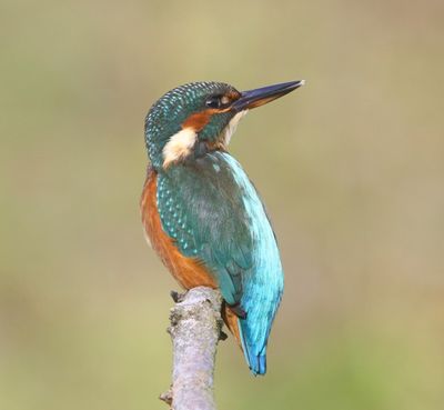 IJsvogel - Common Kingfisher