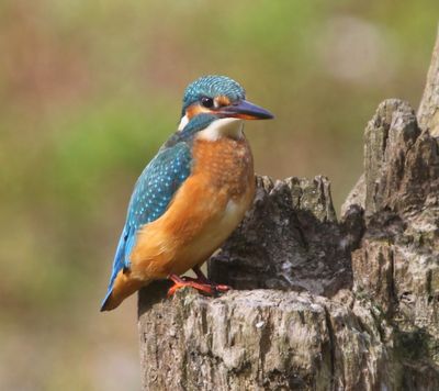 IJsvogel - Common Kingfisher