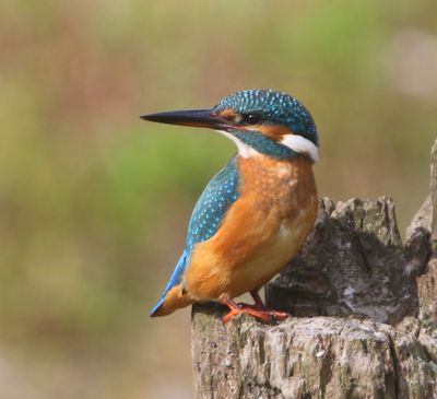 IJsvogel - Common Kingfisher