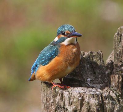 IJsvogel - Common Kingfisher