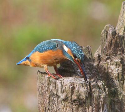 IJsvogel - Common Kingfisher