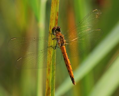 Kempense Heidelibel - Spotted Darter