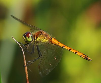 Kempense Heidelibel - Spotted Darter