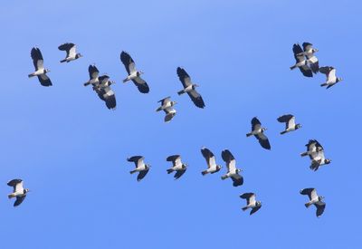 Kieviten - Northern Lapwings