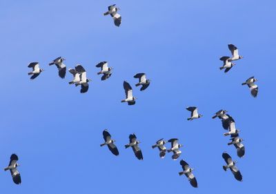 Kieviten - Northern Lapwings