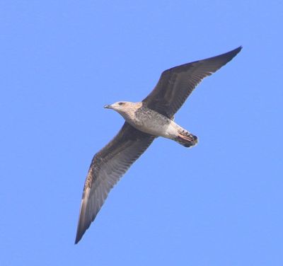 Kleine Mantelmeeuw - Lesser Black-backed Gull
