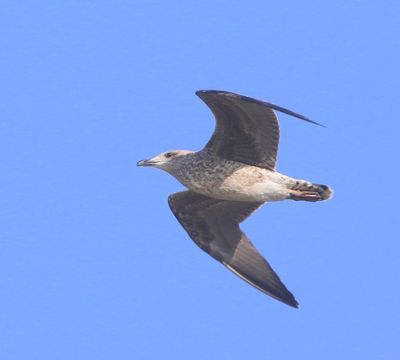 Kleine Mantelmeeuw - Lesser Black-backed Gull