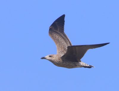 Kleine Mantelmeeuw - Lesser Black-backed Gull