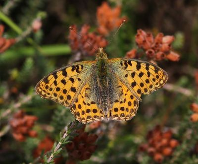 Kleine Parelmoervlinder - Queen Of Spain Fritillary