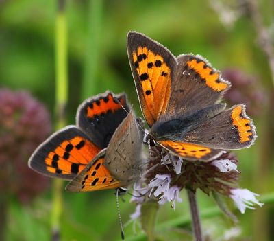 Kleine Vuurvlinders - Small Coppers