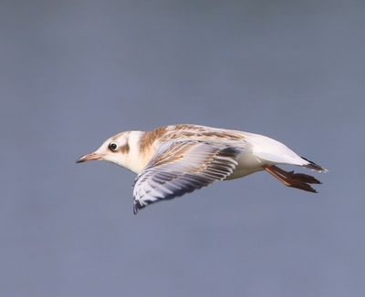 Kokmeeuw - Black-headed Gull