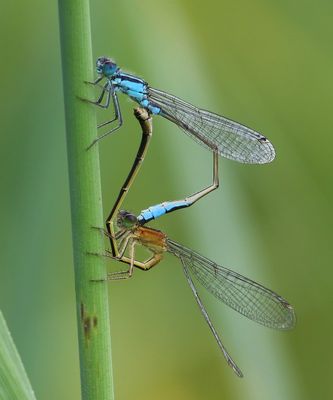 Lantaarntjes - Blue-tailed Damselflies