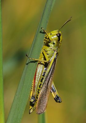 Moerassprinkhaan - Large Marsh Grasshopper